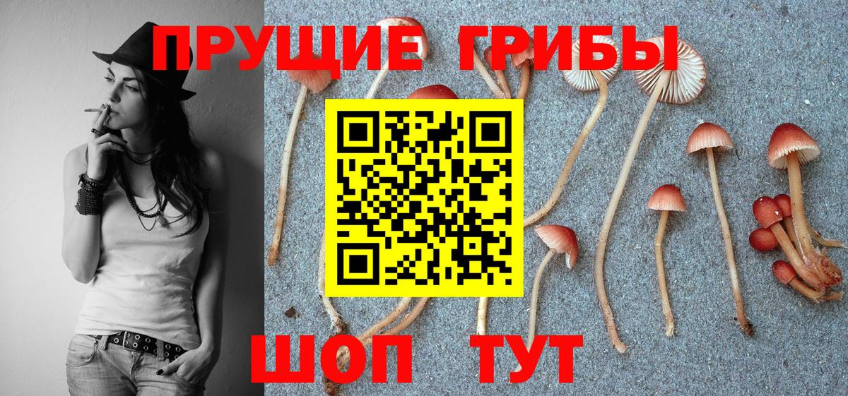Галлюциногенные грибы Cubensis Донской